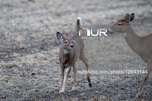 White-tailed deer are seen during the morning hours at the Oxbow Nature Conservancy in Lawrenceburg, Indiana, on November 2, 2025.  by Jason Whitman/NurPhoto