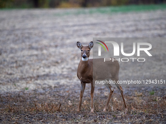 A white-tailed deer is seen during the morning hours at the Oxbow Nature Conservancy in Lawrenceburg, Indiana, on November 2, 2025.  by Jason Whitman/NurPhoto