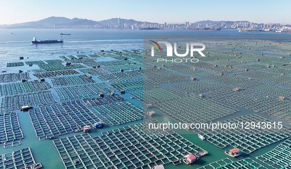 Marine ranches consist of cage culture in Yantai City, Shandong Province, China, on October 27, 2025.  by Costfoto/NurPhoto
