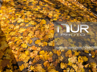 Fallen yellow leaves cover the ground and stone stairs in a quiet residential area in Munich, Bavaria, Germany, on November 3, 2025. The sce... by Michael Nguyen/NurPhoto