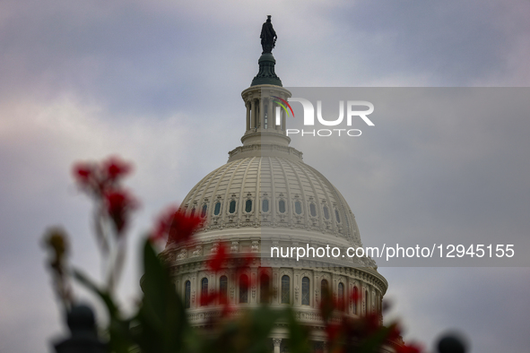 The dome of the U.S. Capitol building in Washington, D.C. is seen beyond flowers on November 3, 2025, the 33rd day of the U.S. government sh... by Bryan Dozier/NurPhoto