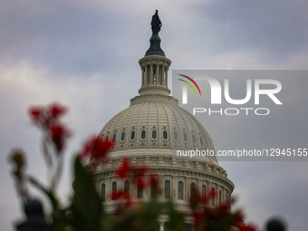 The dome of the U.S. Capitol building in Washington, D.C. is seen beyond flowers on November 3, 2025, the 33rd day of the U.S. government sh... by Bryan Dozier/NurPhoto