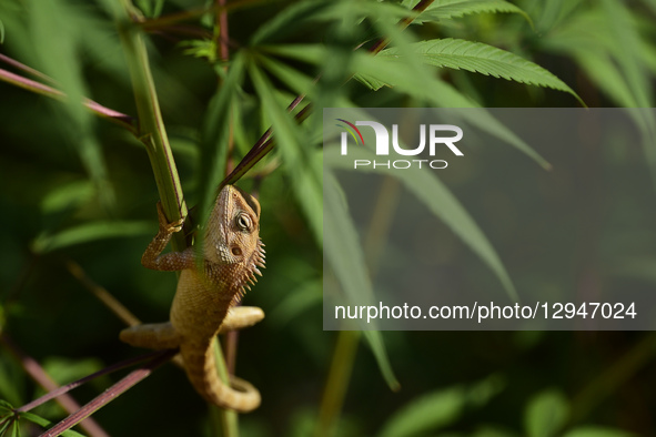 A lizard rests on a flowering branch in Kirtipur, Kathmandu, Nepal, on Tuesday, November 3, 2025.  by Narayan Maharjan/NurPhoto