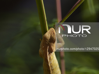 A lizard rests on a flowering branch in Kirtipur, Kathmandu, Nepal, on Tuesday, November 3, 2025.  by Narayan Maharjan/NurPhoto