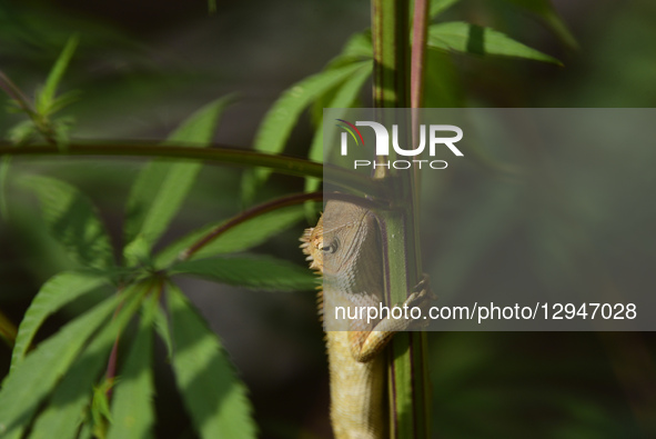 A lizard rests on a flowering branch in Kirtipur, Kathmandu, Nepal, on Tuesday, November 3, 2025.  by Narayan Maharjan/NurPhoto
