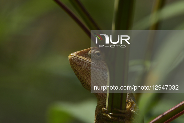 A lizard rests on a flowering branch in Kirtipur, Kathmandu, Nepal, on Tuesday, November 3, 2025.  by Narayan Maharjan/NurPhoto