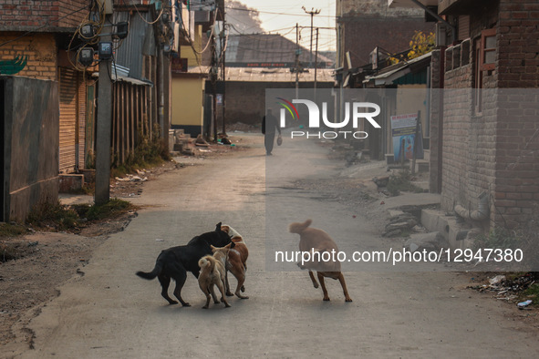 Stray dogs fight as residents walk early in the morning in Sopore, Jammu and Kashmir, India, on November 4, 2025.  by Nasir Kachroo/NurPhoto