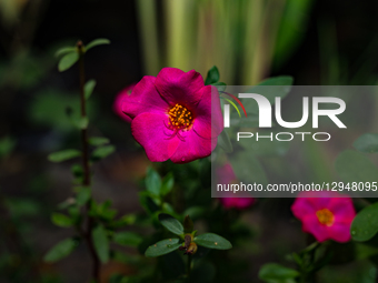 Portulaca is a genus of flowering plants in the Portulacaceae family, found in tropical and warm temperate regions. Common purslane (Portula... by Soumyabrata Roy/NurPhoto