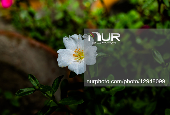 Portulaca is a genus of flowering plants in the Portulacaceae family, found in tropical and warm temperate regions. Common purslane (Portula... by Soumyabrata Roy/NurPhoto