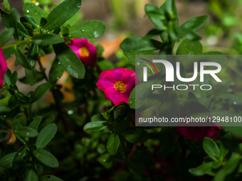 Portulaca is a genus of flowering plants in the Portulacaceae family, found in tropical and warm temperate regions. Common purslane (Portula... by Soumyabrata Roy/NurPhoto