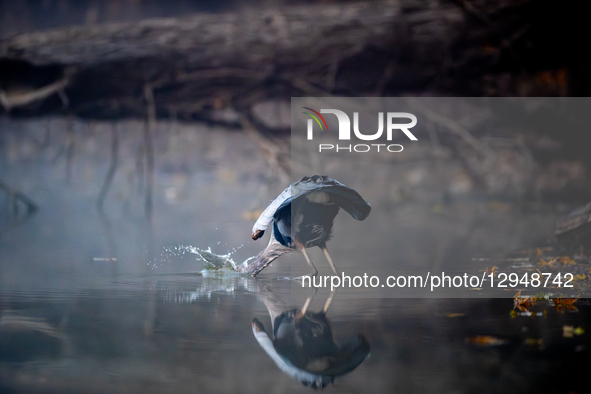 A Great Blue Heron hunts for fish during dense fog in the early morning hours at the Oxbow Nature Conservancy in Lawrenceburg, Indiana, on N... by Jason Whitman/NurPhoto