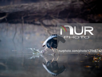 A Great Blue Heron hunts for fish during dense fog in the early morning hours at the Oxbow Nature Conservancy in Lawrenceburg, Indiana, on N... by Jason Whitman/NurPhoto