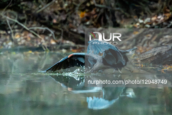A Great Blue Heron hunts for fish during dense fog in the early morning hours at the Oxbow Nature Conservancy in Lawrenceburg, Indiana, on N... by Jason Whitman/NurPhoto