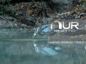 A Great Blue Heron hunts for fish during dense fog in the early morning hours at the Oxbow Nature Conservancy in Lawrenceburg, Indiana, on N... by Jason Whitman/NurPhoto