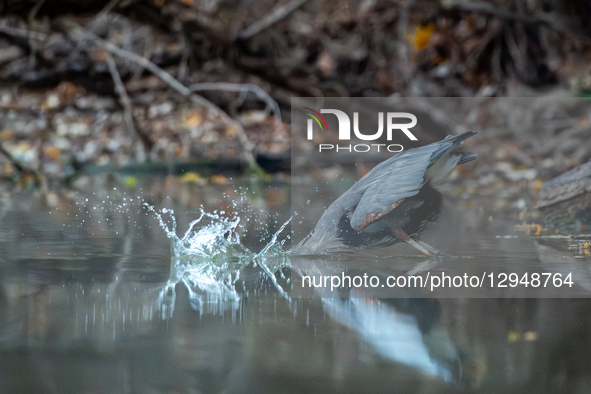 A Great Blue Heron hunts for fish during dense fog in the early morning hours at the Oxbow Nature Conservancy in Lawrenceburg, Indiana, on N... by Jason Whitman/NurPhoto