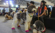A dog wears colorful costumes and accessories while waiting for a fashion show themed ''Ga...