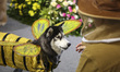 A dog wears colorful costumes and accessories during a fashion show themed ''Garden Party'...