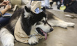 A dog wears colorful costumes and accessories during a fashion show themed ''Garden Party'...