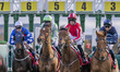 The starting blocks unfold and release the horses at the start of Race 5 - 14:25 REDCAR 1m...