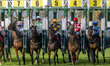 The starting blocks unfold at the start of Race 4 - 13:55 REDCAR 1m 2f 1y racingtv.com/fre...