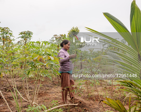 The women of Kawasi village refuse to sell their cassava plantation land to a mining company and nickel ore processing smelter in Kawasi vil... by Muhammad Fauzy/NurPhoto