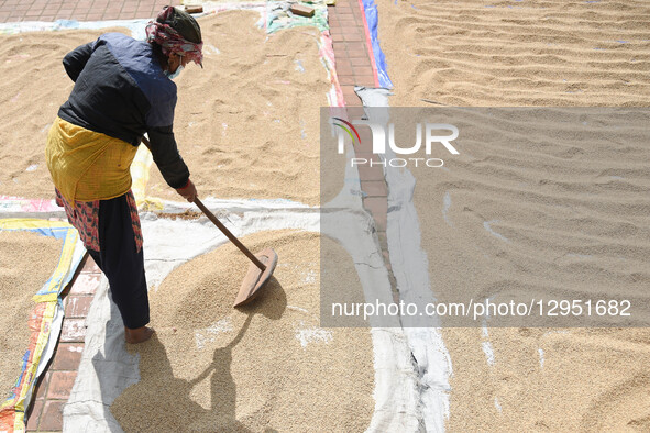 A woman winnows the chaff from unhusked rice after harvesting at the outskirts of Kathmandu Valley, Nepal, on November 5, 2025. Rice harvest... by Safal Prakash Shrestha/NurPhoto