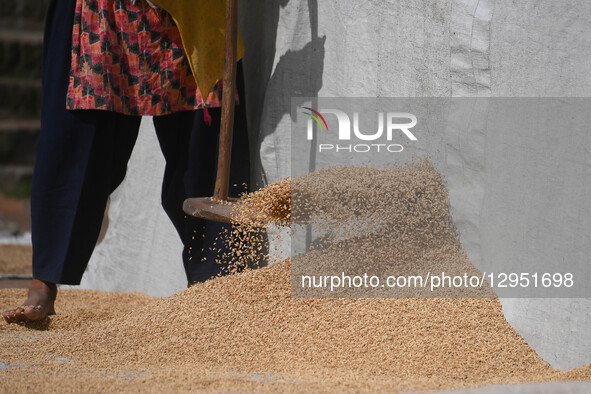 A woman winnows the chaff from unhusked rice after harvesting at the outskirts of Kathmandu Valley, Nepal, on November 5, 2025. Rice harvest... by Safal Prakash Shrestha/NurPhoto