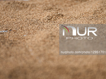Unhusked rice, harvested at the outskirts of Kathmandu Valley, Nepal, on November 5, 2025, is sun-dried for winnowing. Rice harvesting in Ne... by Safal Prakash Shrestha/NurPhoto