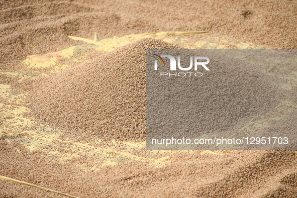 Unhusked rice, harvested at the outskirts of Kathmandu Valley, Nepal, on November 5, 2025, is sun-dried for winnowing. Rice harvesting in Ne... by Safal Prakash Shrestha/NurPhoto