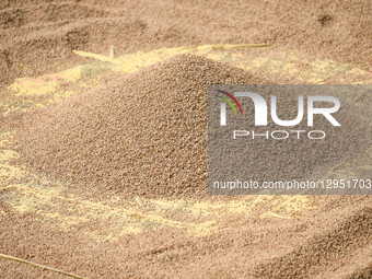 Unhusked rice, harvested at the outskirts of Kathmandu Valley, Nepal, on November 5, 2025, is sun-dried for winnowing. Rice harvesting in Ne... by Safal Prakash Shrestha/NurPhoto