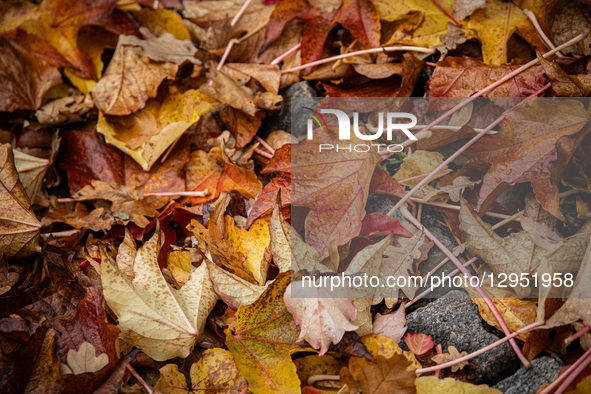 A pile of fallen autumn leaves lies in a large heap at the roadside in Gentofte, Denmark, on November 4, 2025.  by Kristian Tuxen Ladegaard Berg/NurPhoto