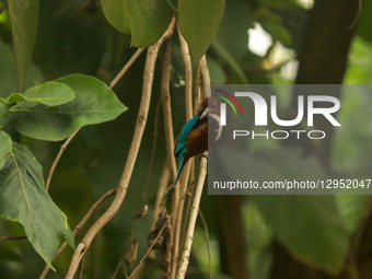 A kingfisher perches on a tree at Suhrawardy Udyan in Dhaka, Bangladesh, on November 5, 2025.  by MD Abu Sufian Jewel/NurPhoto