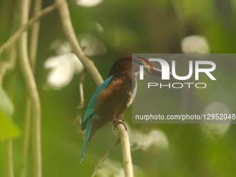 A kingfisher perches on a tree at Suhrawardy Udyan in Dhaka, Bangladesh, on November 5, 2025.  by MD Abu Sufian Jewel/NurPhoto