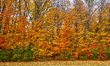 Colorful maple leaves are on trees during the autumn season in Scarborough, Ontario, Canad...