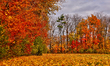Maple leaves lie on the ground by trees with colorful leaves during the autumn season in S...