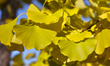 Yellow leaves on a Ginkgo (Ginkgo biloba) tree during the autumn season in Scarborough, On...