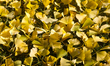 Yellow leaves from a Ginkgo (Ginkgo biloba) tree cover the ground during the autumn season...