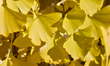 Yellow leaves on a Ginkgo (Ginkgo biloba) tree during the autumn season in Scarborough, On...