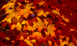 Colorful maple leaves are on trees during the autumn season in Scarborough, Ontario, Canad...