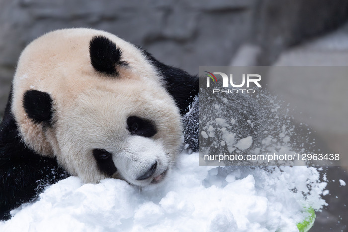 Giant Panda Playing With Snow in Chongqing Zoo