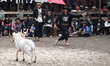 A sheep owner reacts while encouraging his sheep during the sheep fighting contest in Ranc...