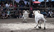 Two sheep fight each other during the sheep fighting contest in the arena in Ranca Bango v...