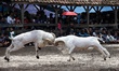 Two sheep fight each other during the sheep fighting contest in the arena in Ranca Bango v...
