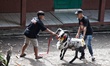 Participants bring their sheep to the sheep fighting contest arena in Ranca Bango village,...