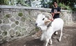 Participants bring their sheep to the sheep fighting contest arena in Ranca Bango village,...