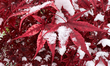 A Japanese maple tree is covered with snow during the first snowfall of the season in Toro...