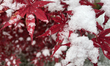 A Japanese maple tree is covered with snow during the first snowfall of the season in Toro...