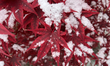 A Japanese maple tree is covered with snow during the first snowfall of the season in Toro...
