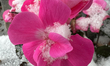 A flower is covered with snow during the first snowfall of the season in Toronto, Ontario,...