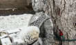 A Buddha statue is covered with snow during the first snowfall of the season in Toronto, O...